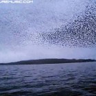 Weekend Fun: Murmuration