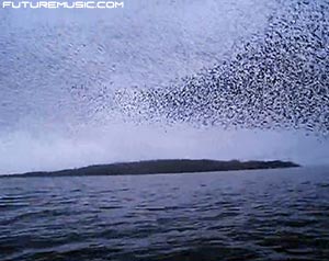 Weekend Fun: Murmuration